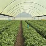 Greenhouses Agricultural Investments 