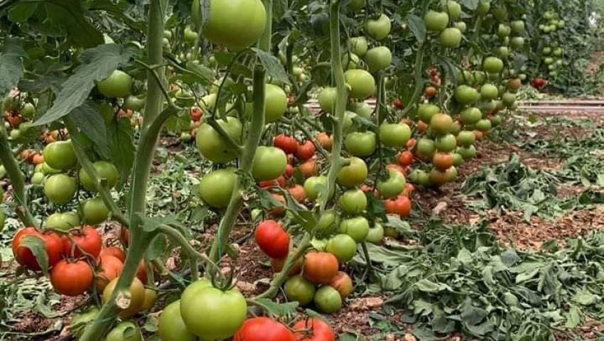 Greenhouses Agricultural Investments