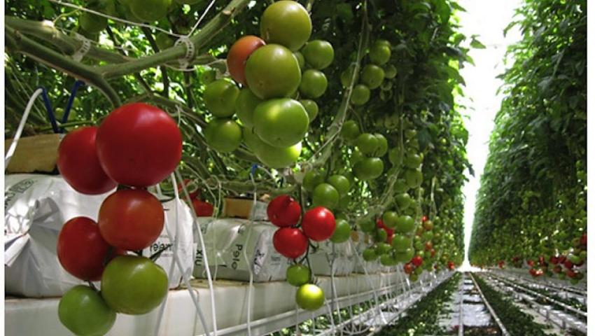 Sustainable Farming & Greenhouse Technology